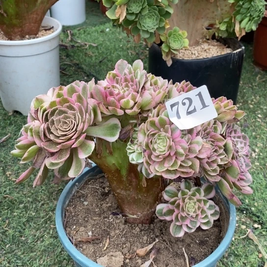 荔枝缀化法师锦721