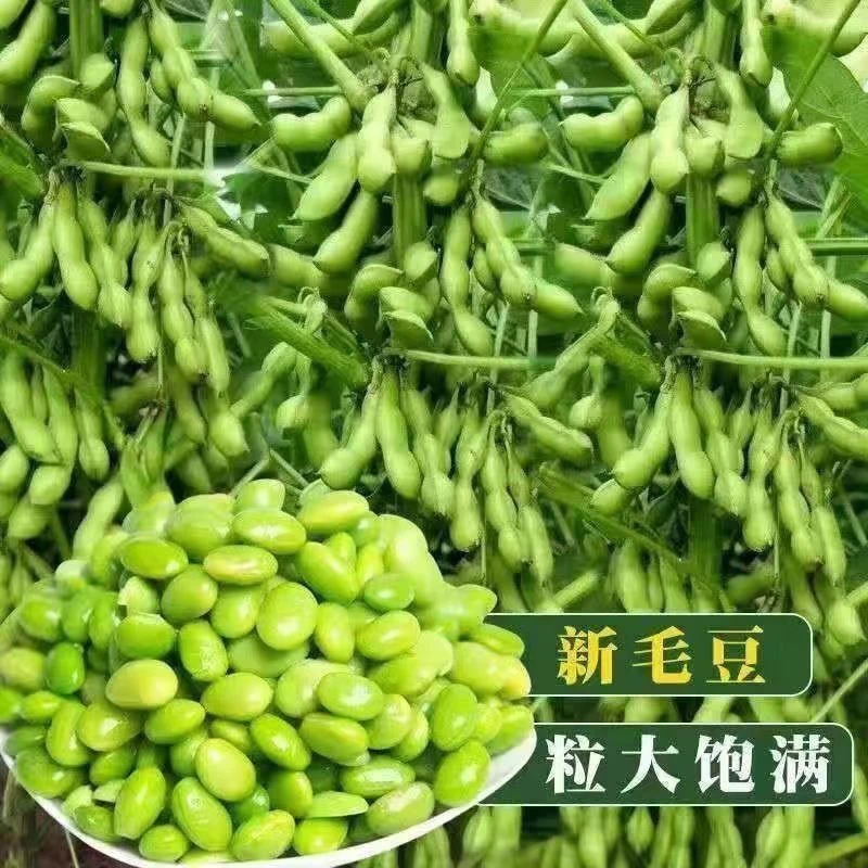 菜毛豆种籽早熟大荚毛豆种子高产四季青黄豆鲜食菜豆春季蔬菜种子