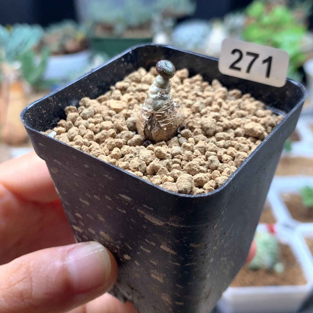 欧宝奇峰锦带盆271