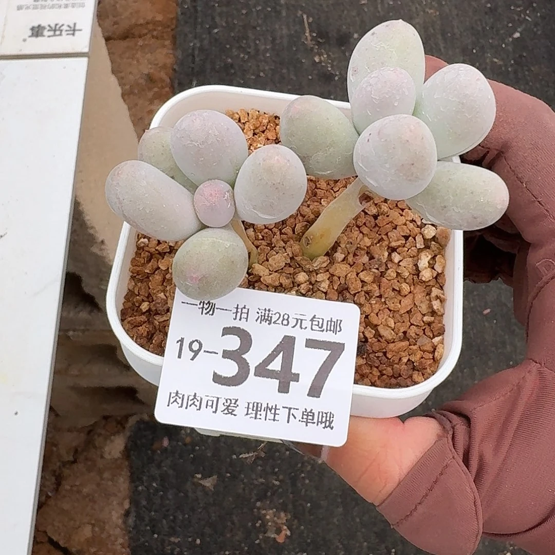 米可奶无盆土无发货