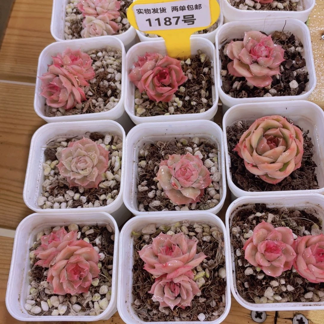 1187号 福利虾饺两颗