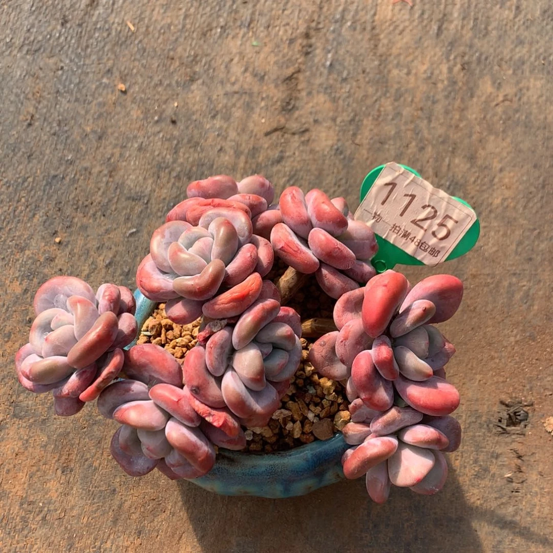 粉兔朵朵树老桩无砍1125