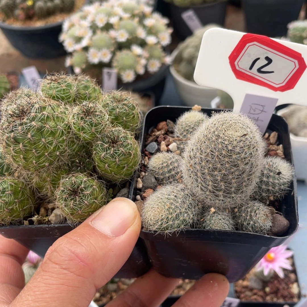 12两往事多肉园仙人球