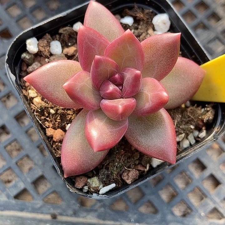 多肉植物迷雾泡泡715多肉