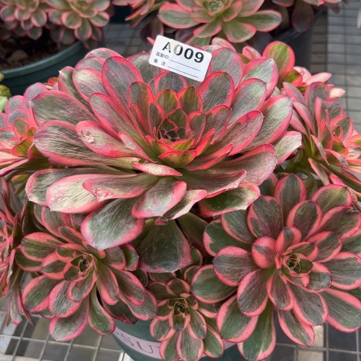 009纳福25厘米左右