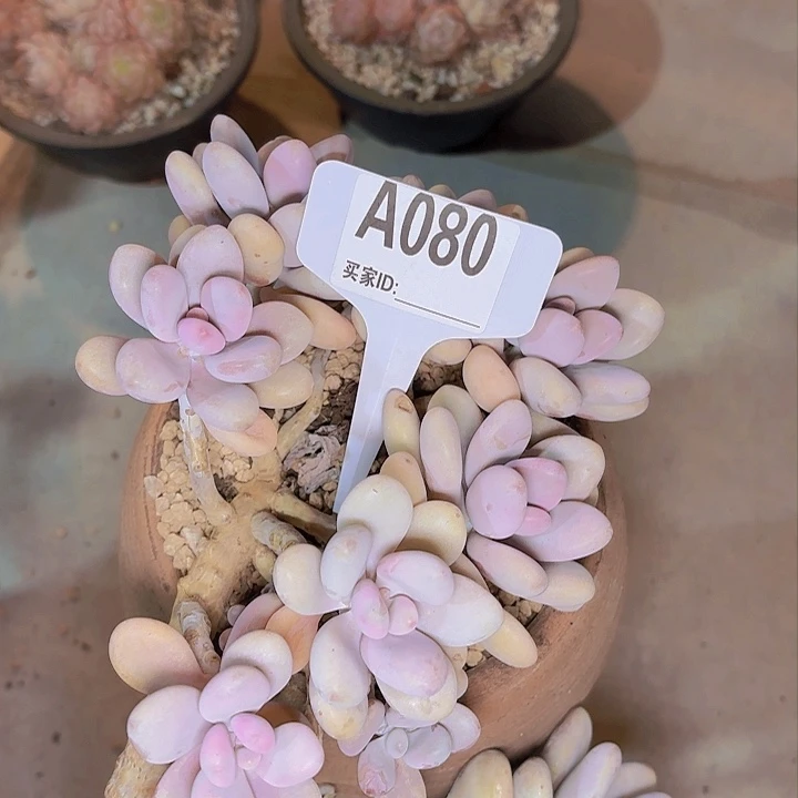 我***牛桃蛋一物一拍A080