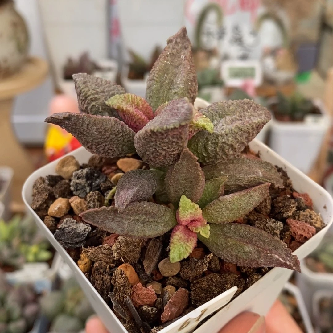 融化纹猪肝水泡多肉植物