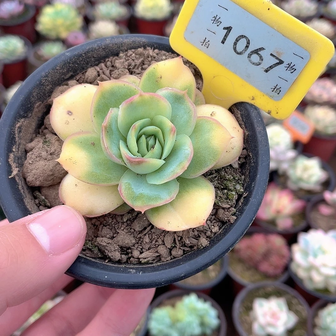 玉色天秤1067号多肉
