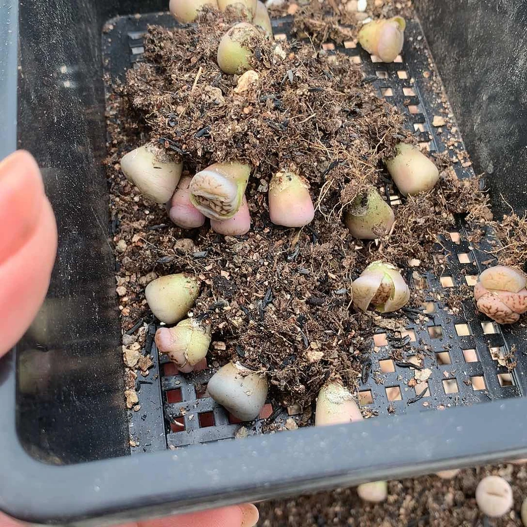 牙*W192多肉植物保护研究所