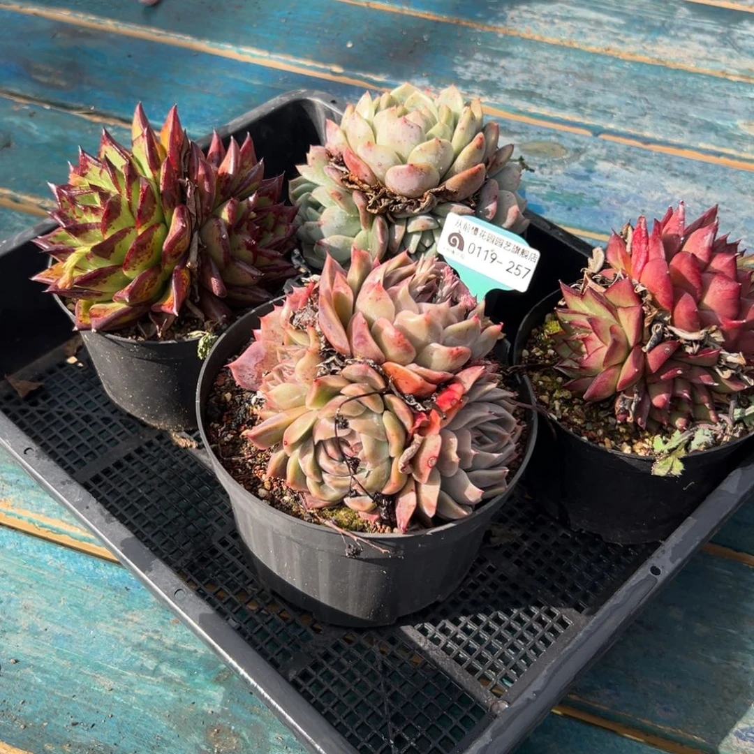 多肉精选编号0119.257