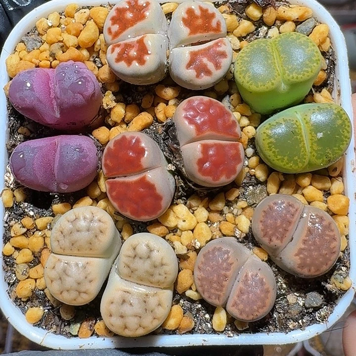 生石花1111122。  81