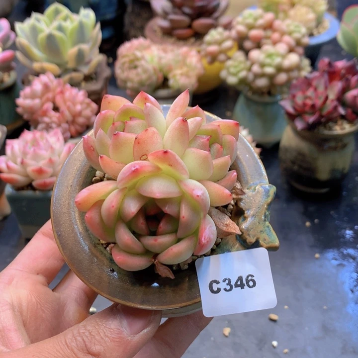 一物一拍满38包邮C346