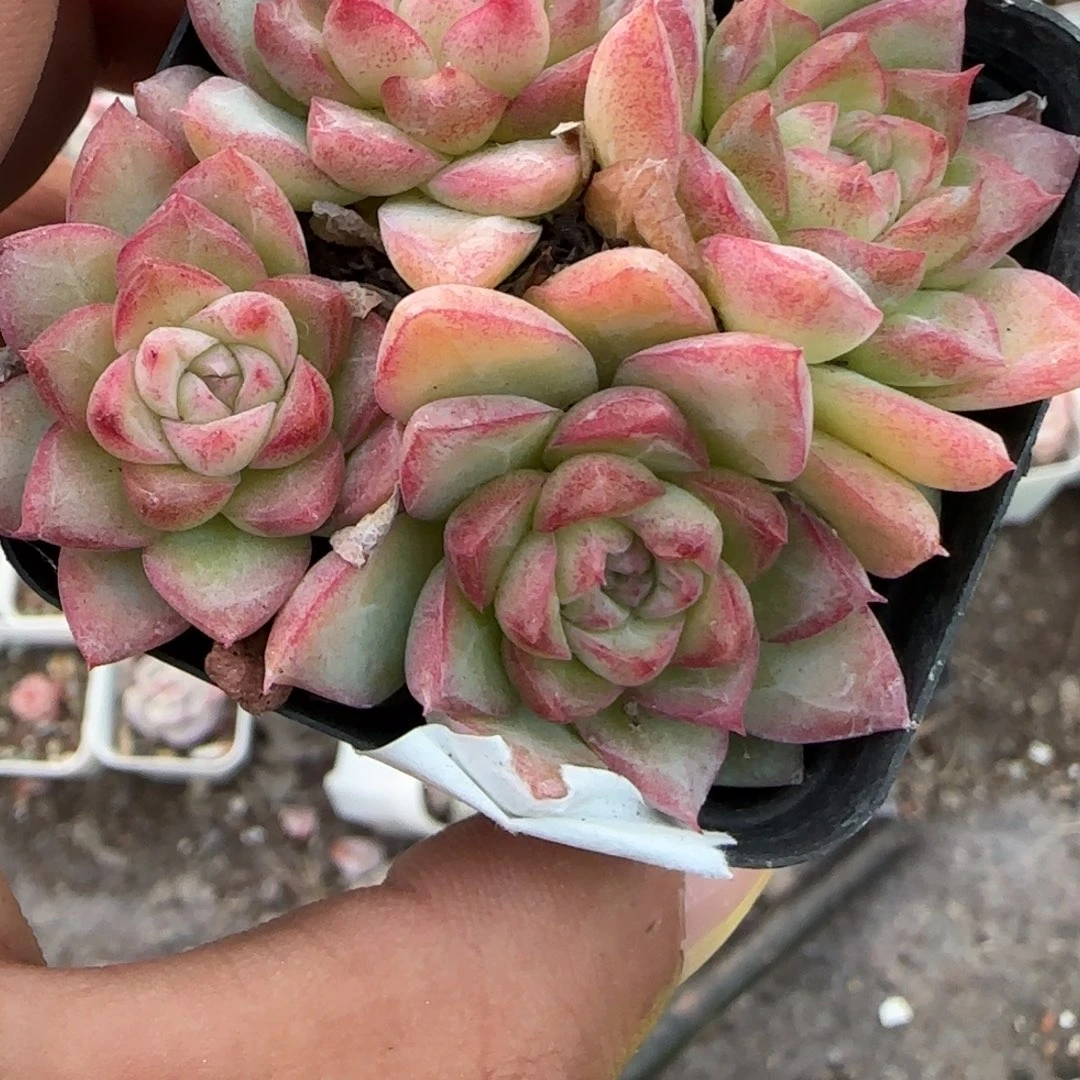 小卡拉米糖心一物一拍