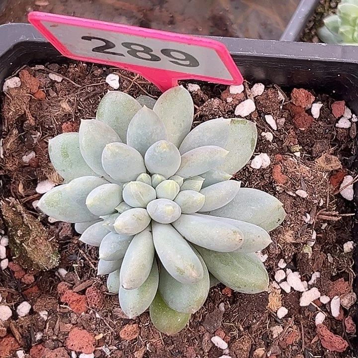 多肉植物胖体哥特缀289