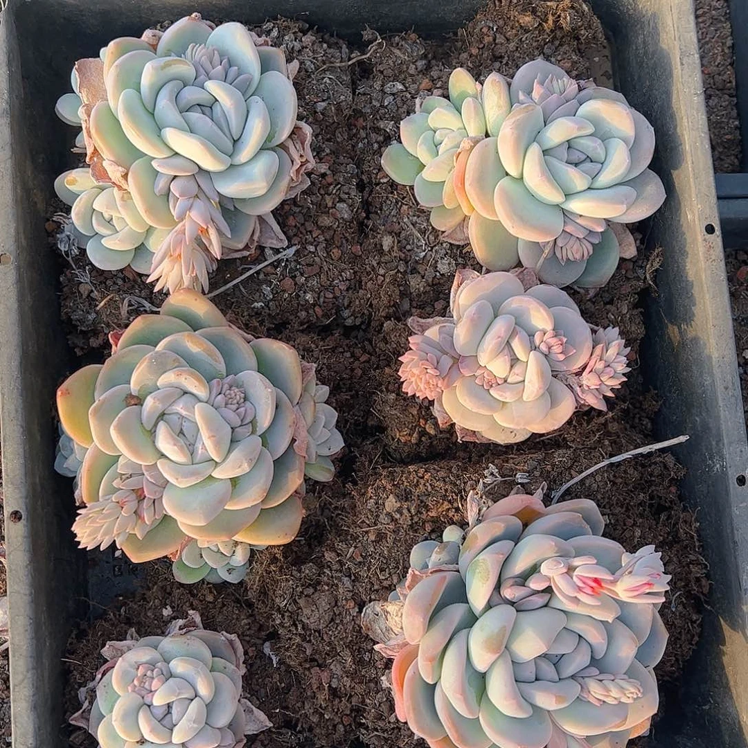 直播福利一物一拍201