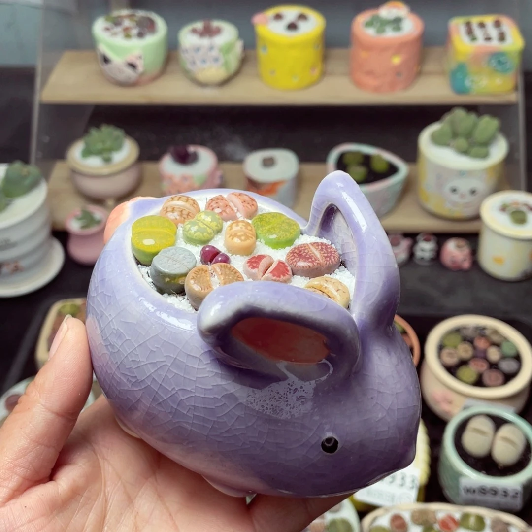 w8947 带盆土发货-零下地区拍保温箱