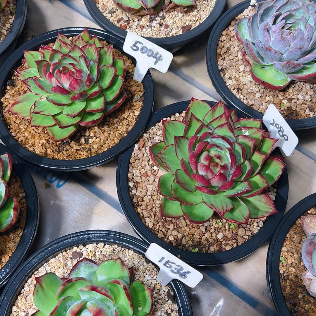 m***o惊鸿仙子2080.5004号两颗