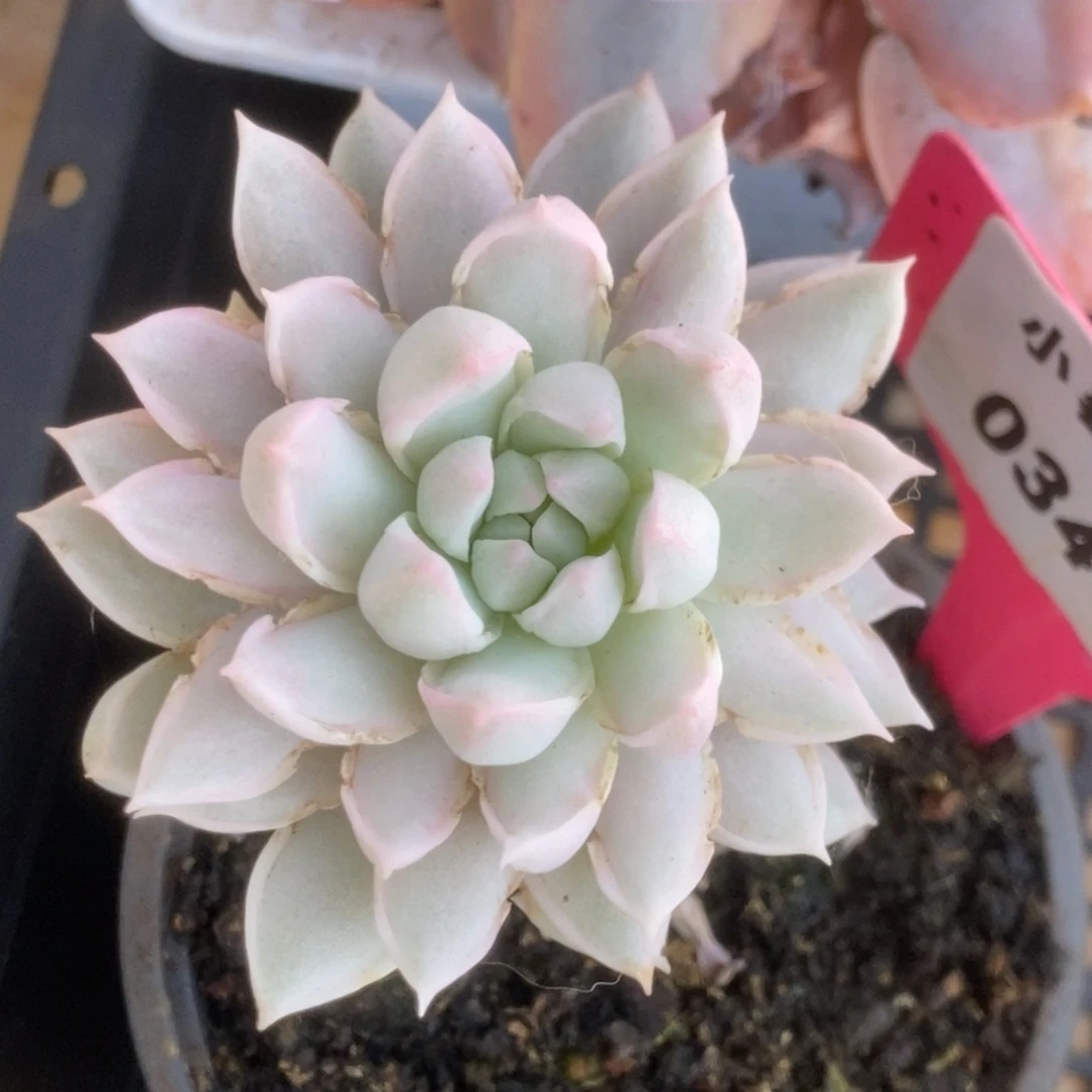 341牡丹冰锦锦锦锦锦