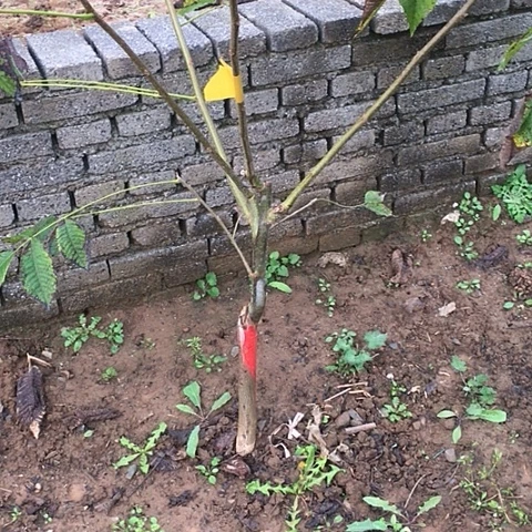 郭***师磨盘文玩核桃树苗