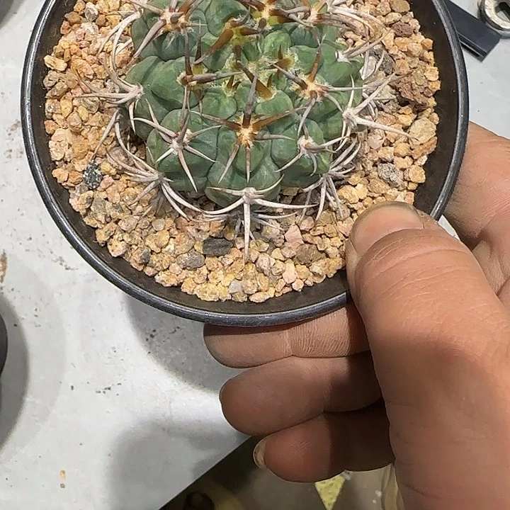 心****）实生碧岩玉特价