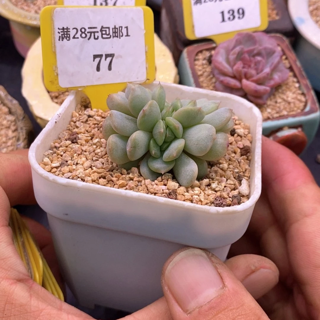 177红恋缀多肉植物