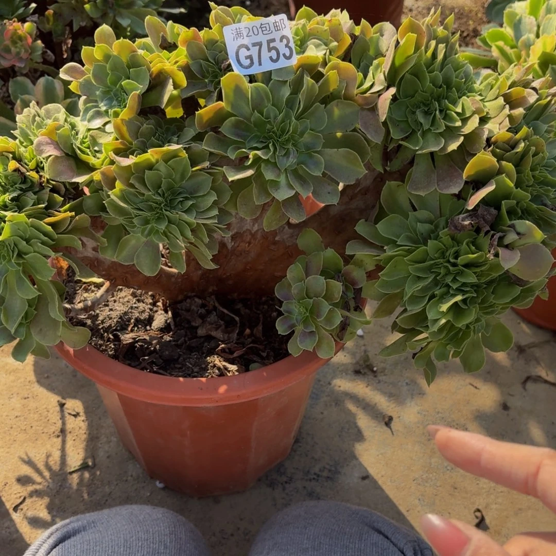 753多肉植物捧花的时候@