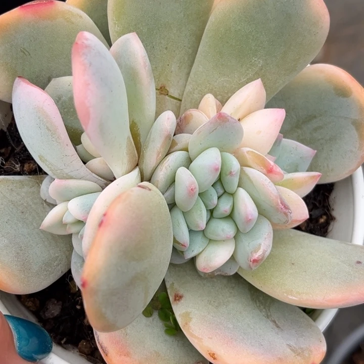 橙梦露锦带缀化一颗价格