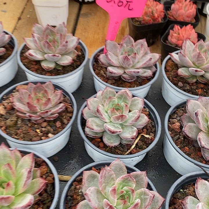 夜魔侠福利多多去拍