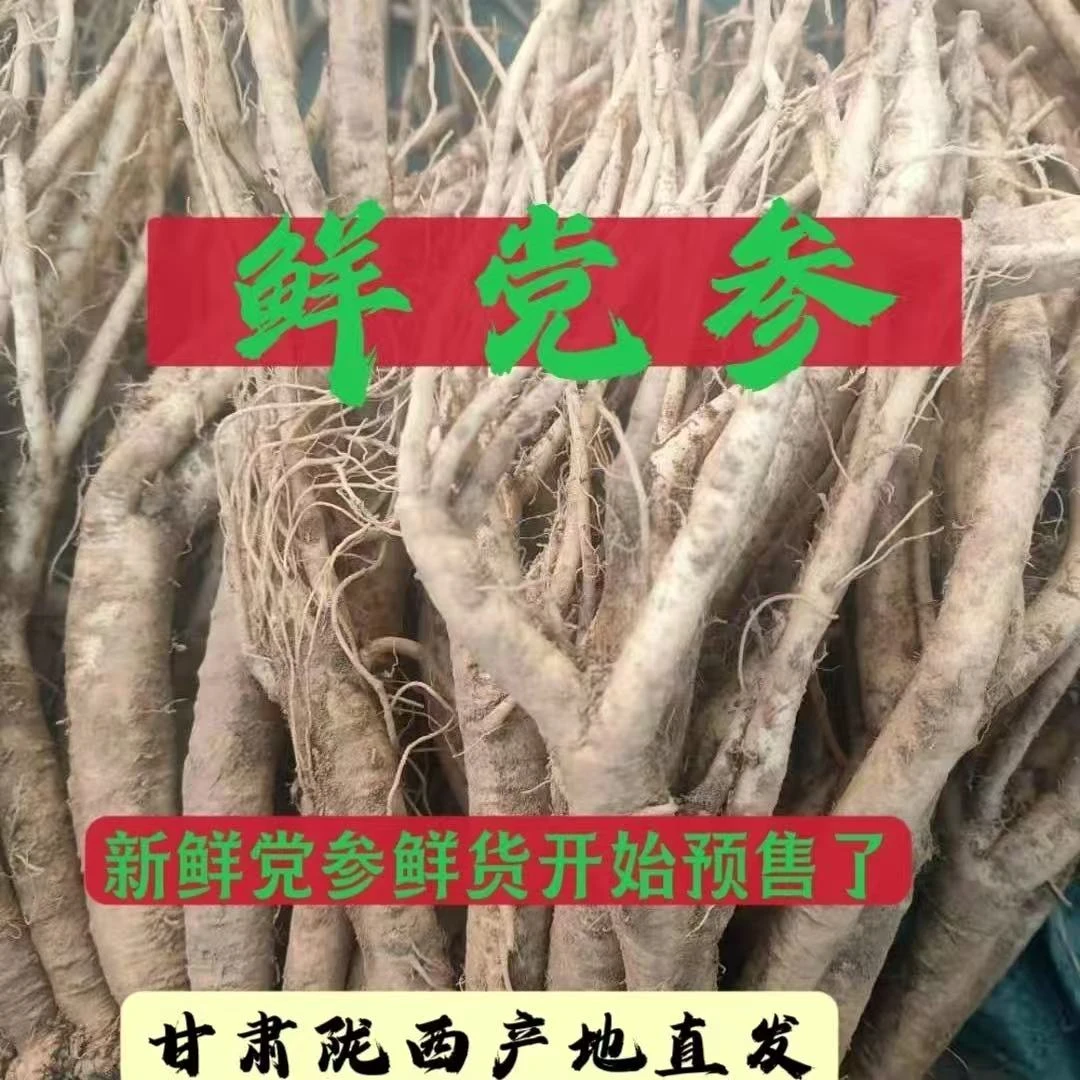 野生党参正宗的野生党参价格高库存不多