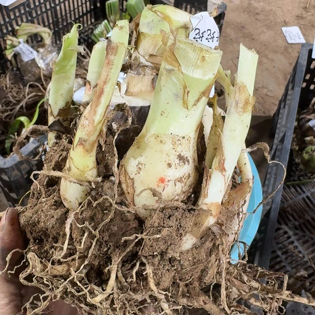 选美皇后豪华群开坨坨