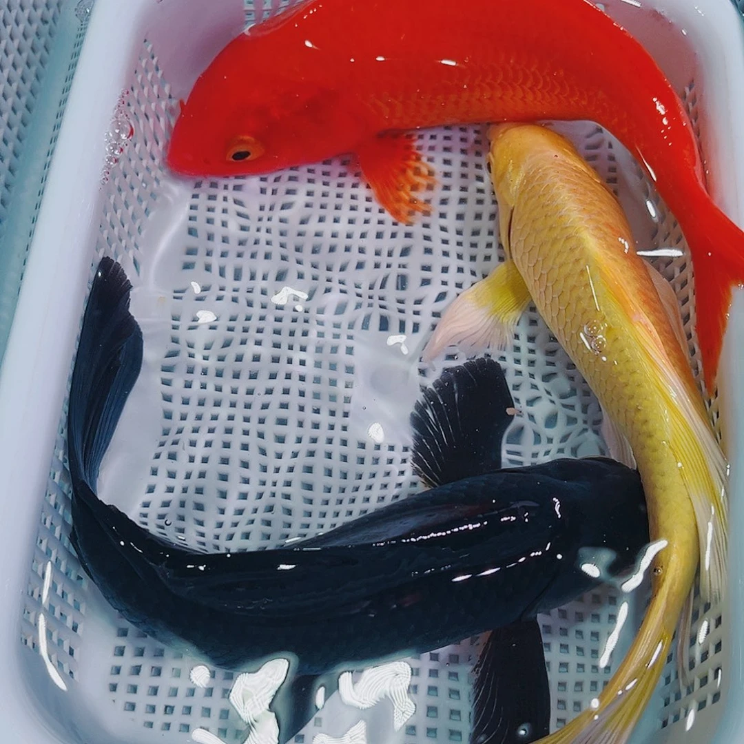 锦鲤锦鲤冷水观赏鱼