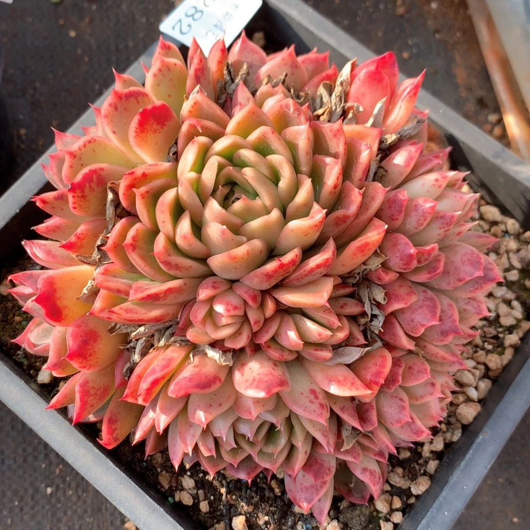 5282杂交多肉植物基地