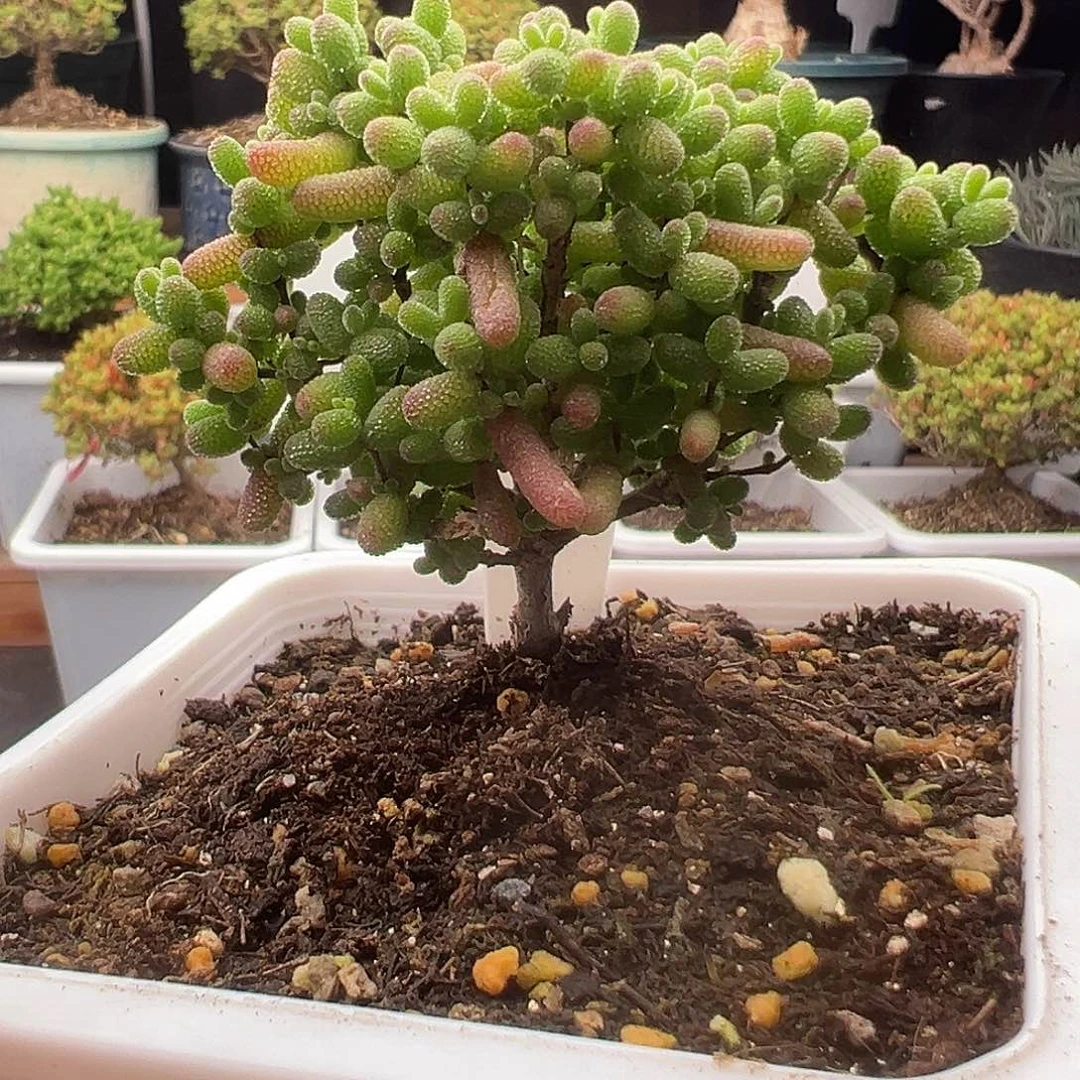 520号金桔糖球直桩12.17多肉