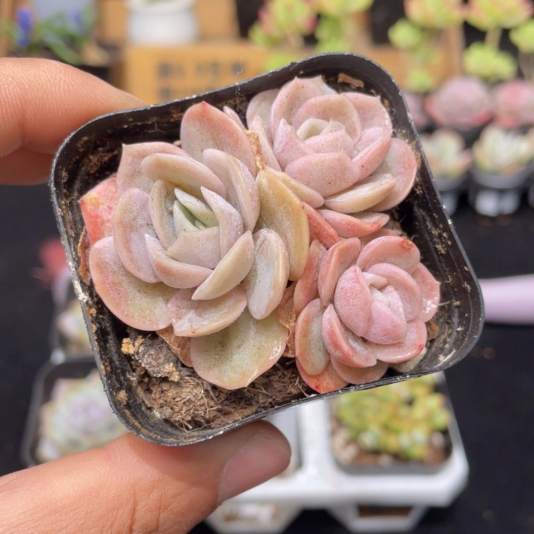 群生蓝色惊喜多肉9.9包邮发货