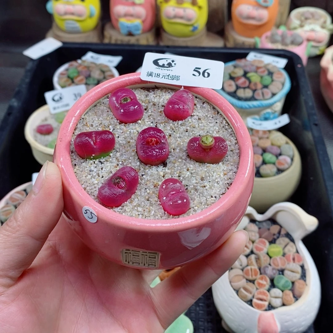 予*.生石花花花花花花56