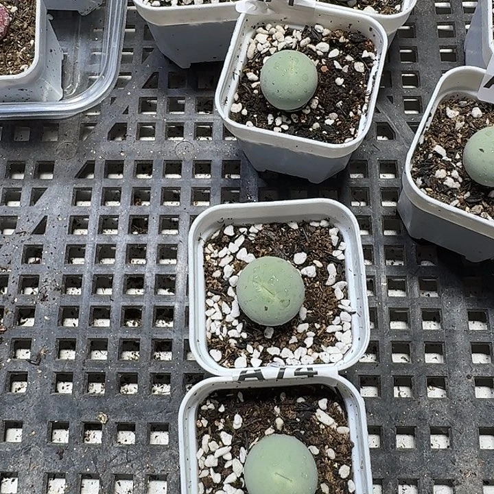 萌***萌74 多肉植物多肉植物