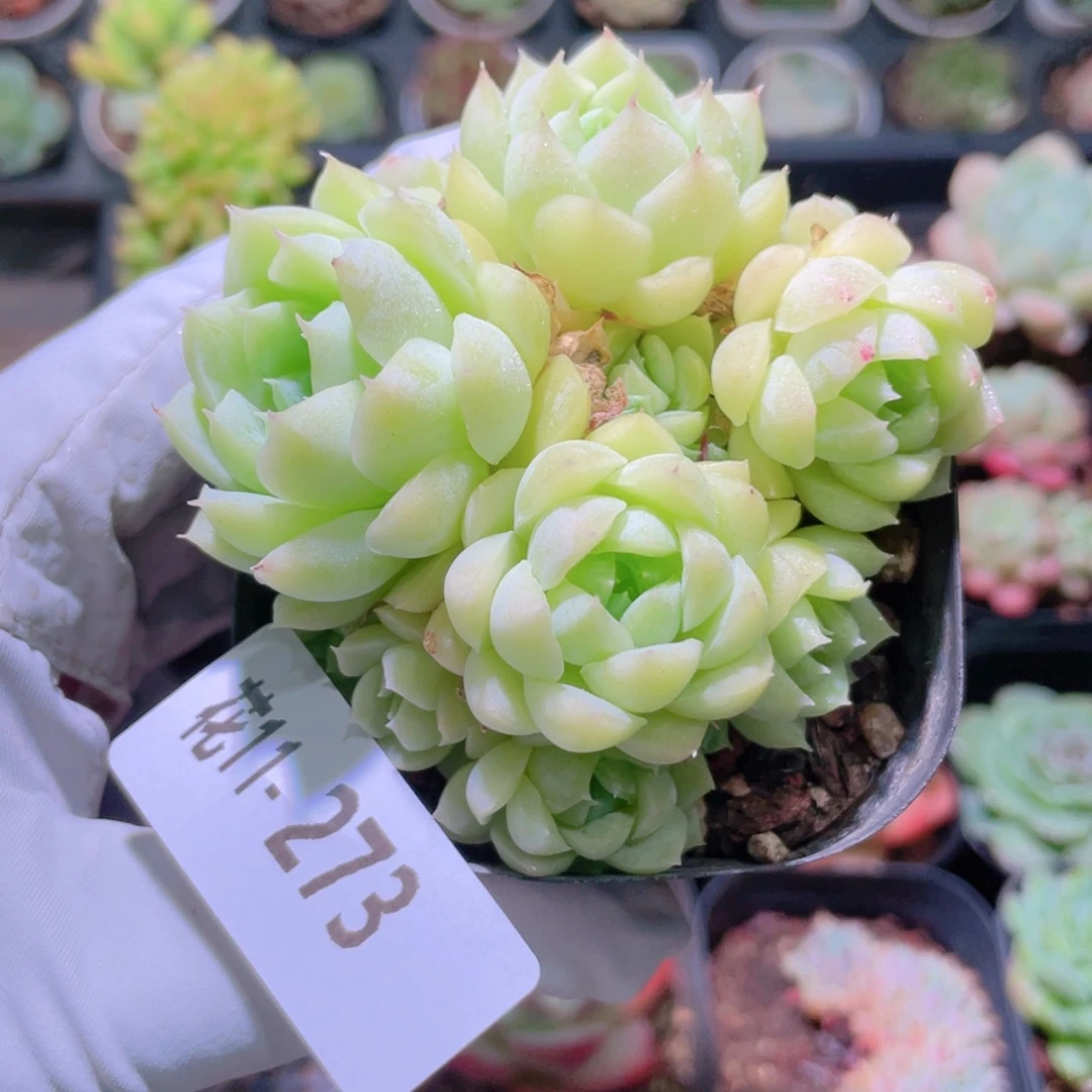 花利美11-273麦秆群