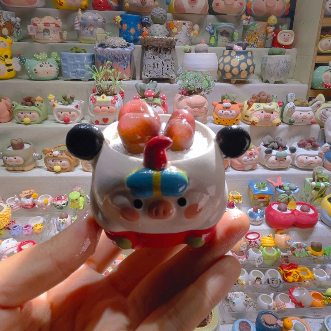 022高端多肉带盆土一套48