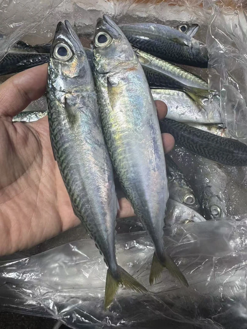 新鲜海捕花仙鱼青占鱼无小刺浅海捕捞肉质鲜美
