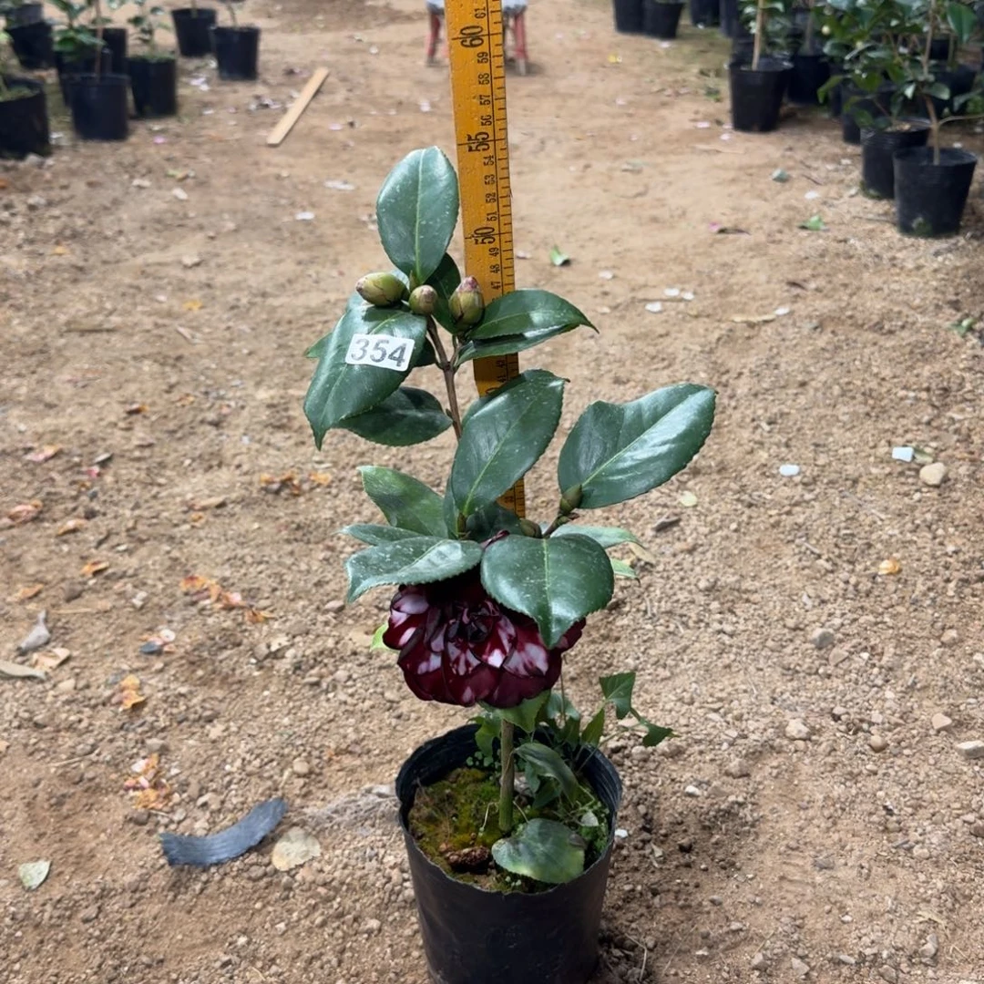 少量花朵（建议范围：2朵-5朵 或40%以下）354复青黑