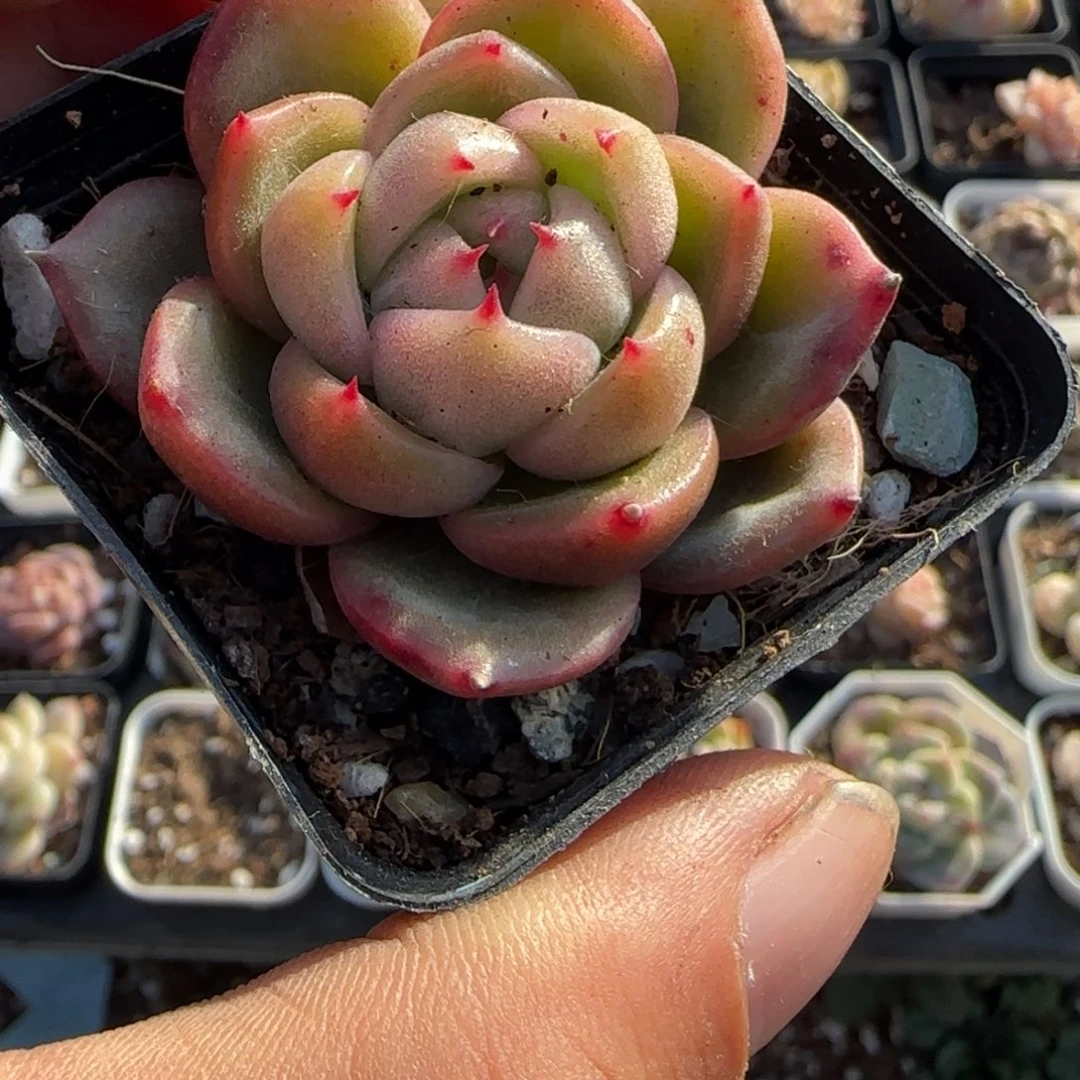 多肉小卡拉米糖心一物一拍