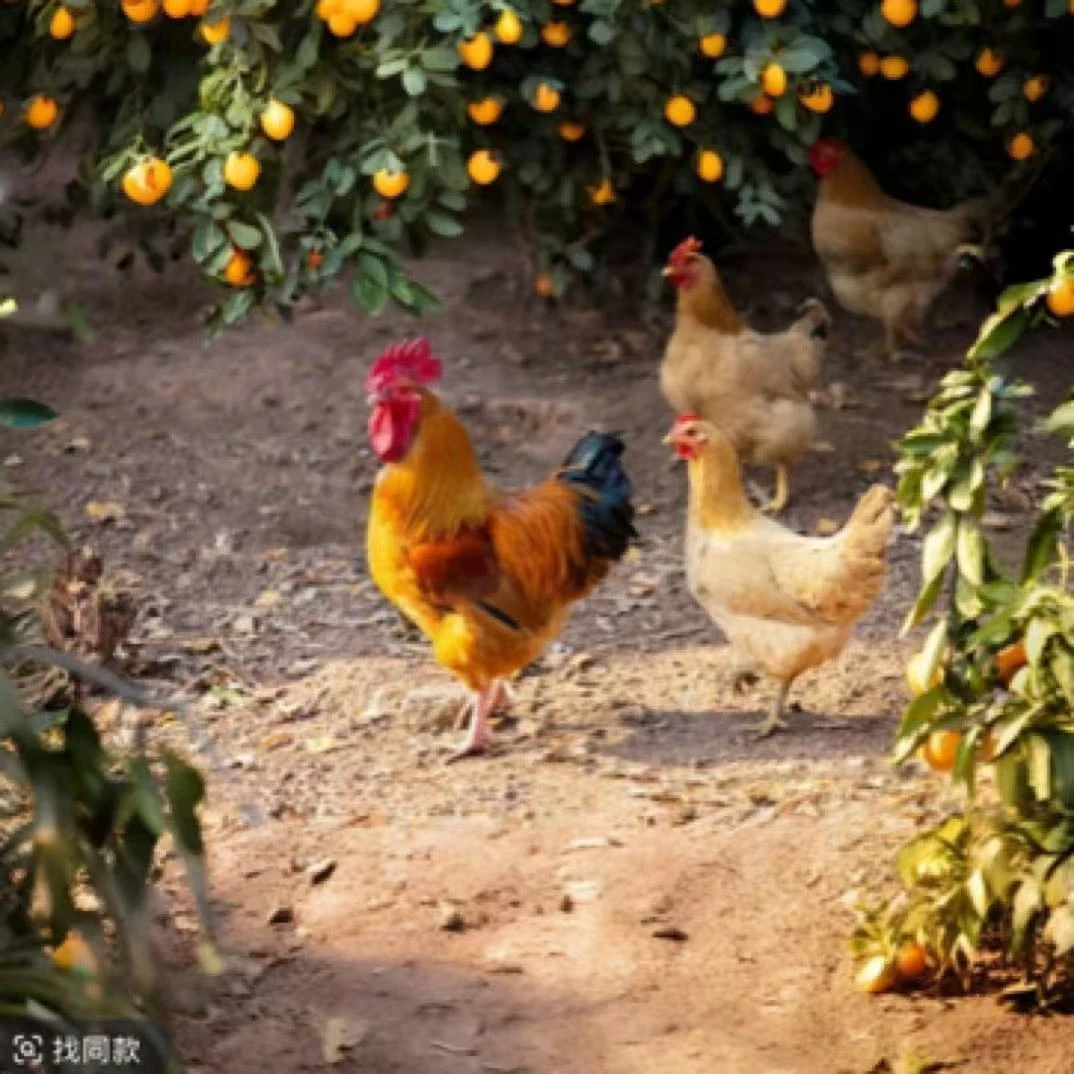 红瑶土鸡-到手一只，疫苗齐全（4斤左右），肉质好/高品质同城送烧烤食材