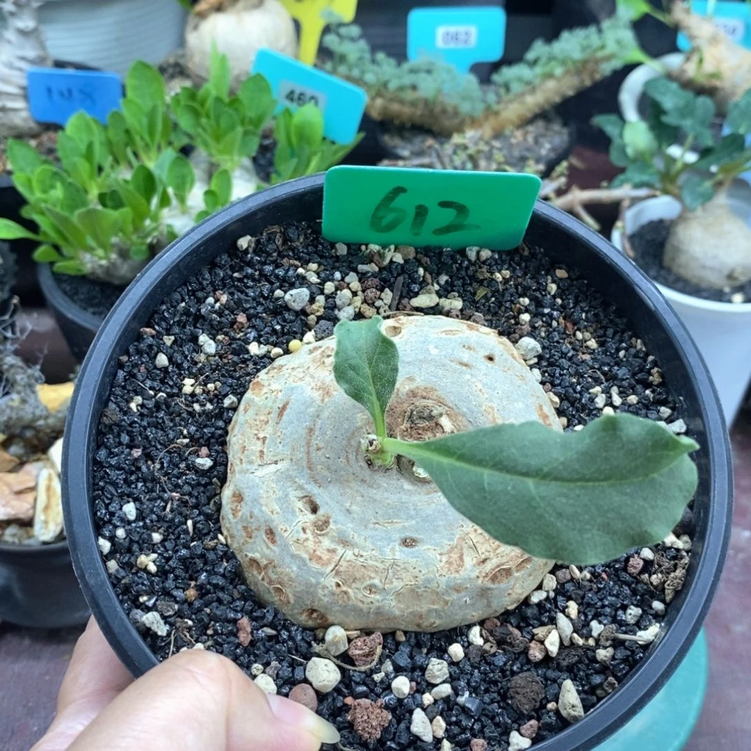 龙卵窟产地多肉植物