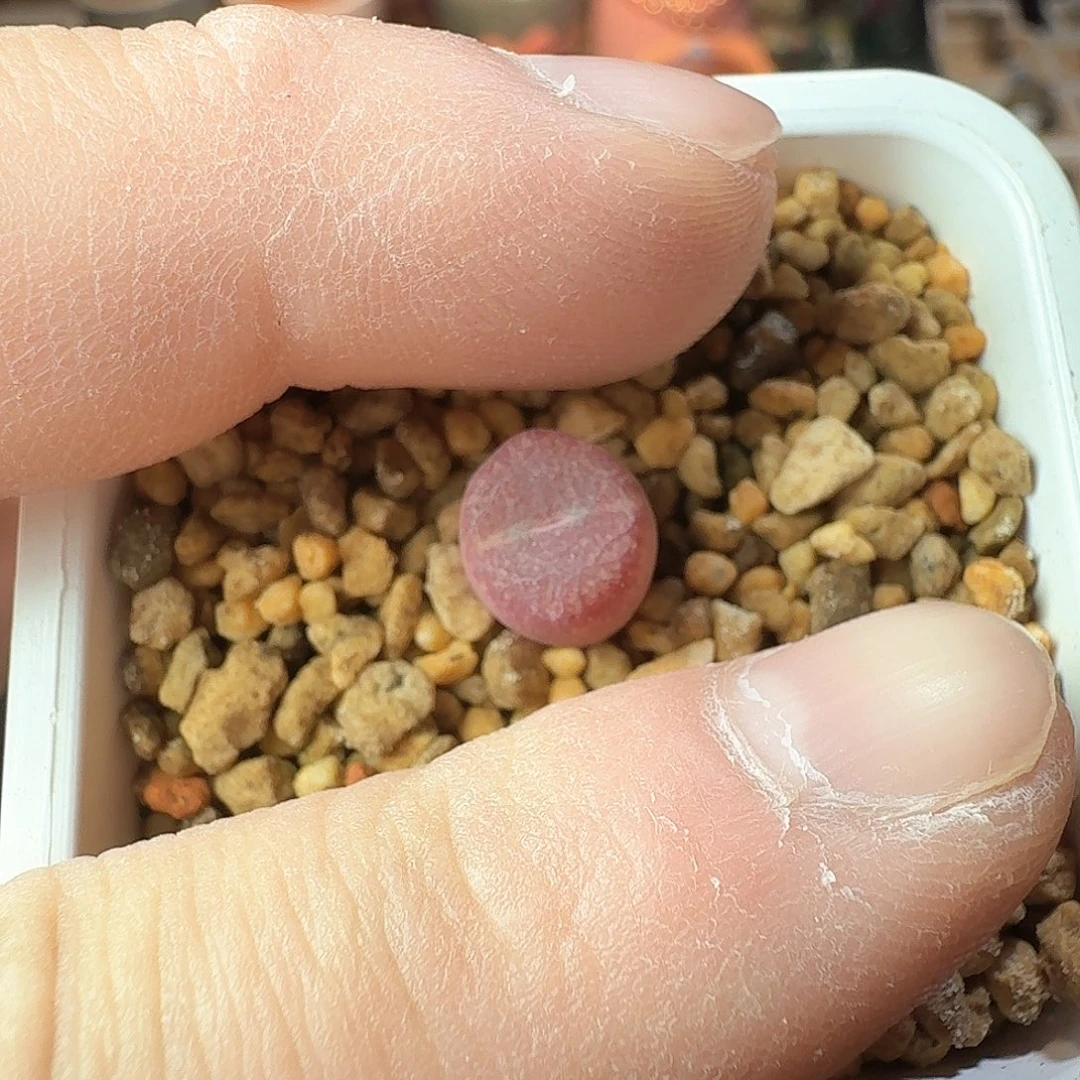 M**雪dy1 雪mm 韩国毛sp 2-23