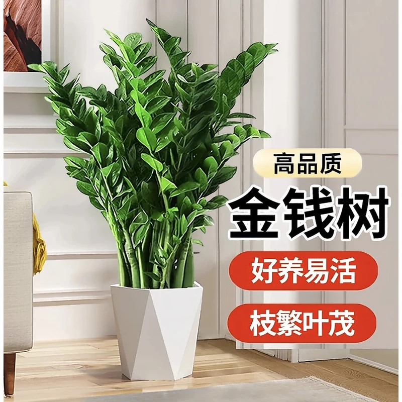 【A级含白盆70-80CM】金钱树绿植盆栽好养活办公室绿植送礼净化空气