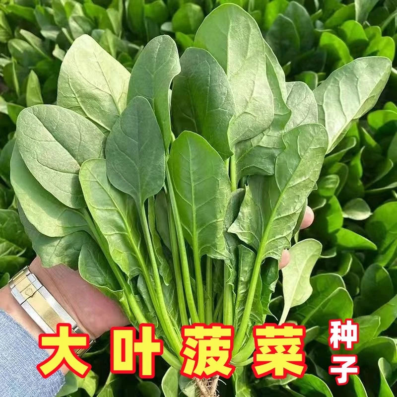 大叶菠菜种子原生态菠菜籽种子抗病耐热耐寒越冬蔬菜种子四季易种