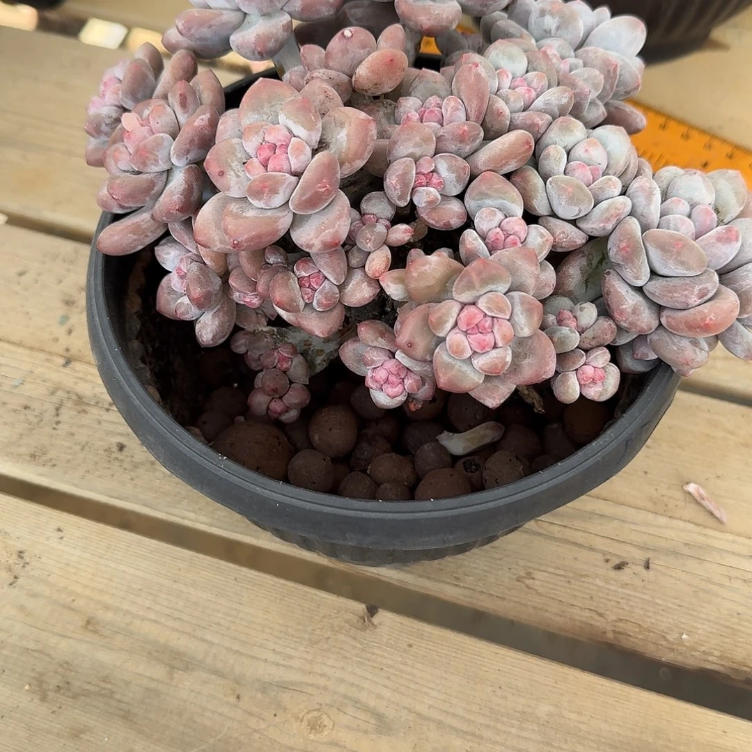 香水多肉一物一拍