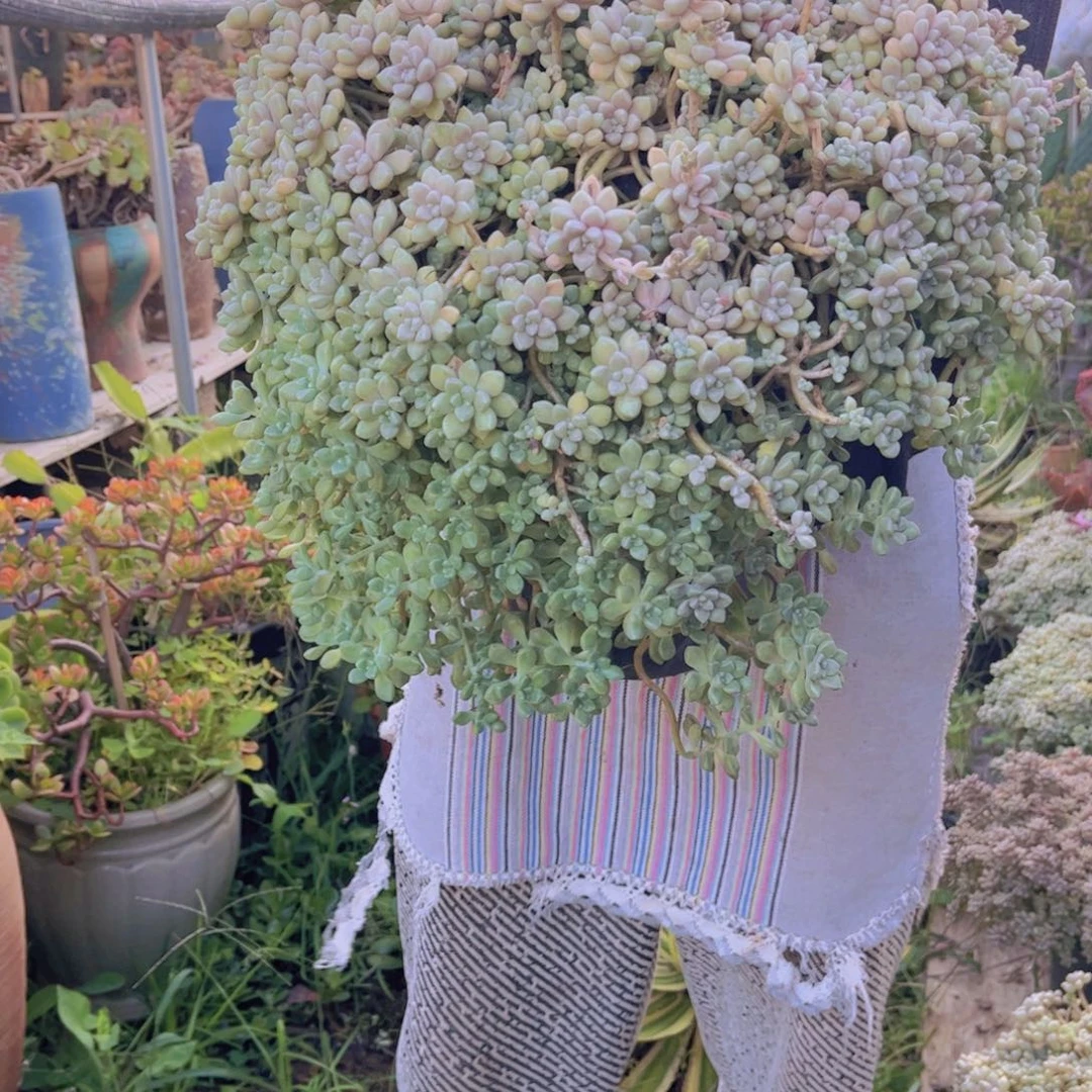 廖***亮多肉植物保护研究所所长的