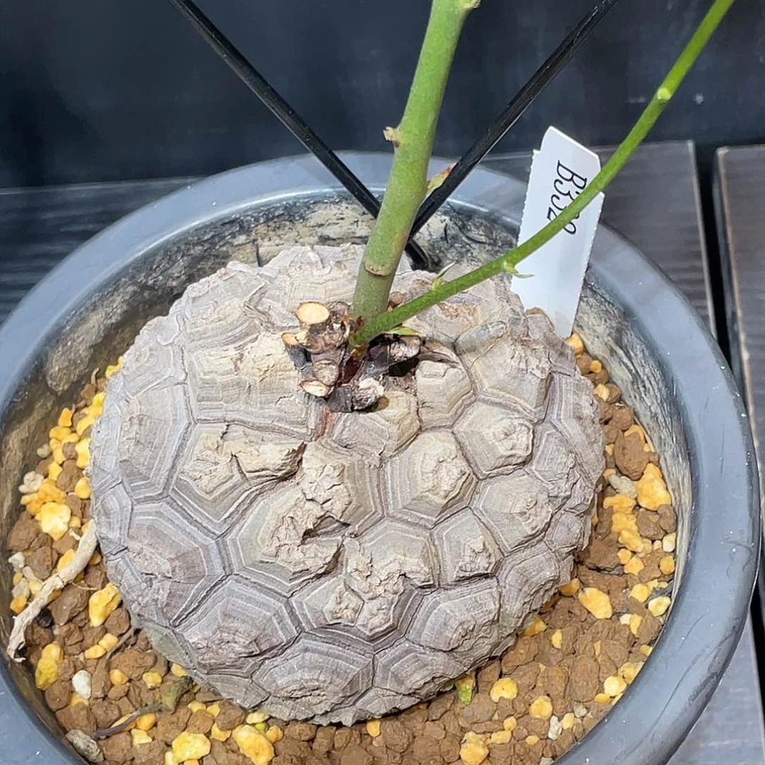 332日系爱心型龟甲龙