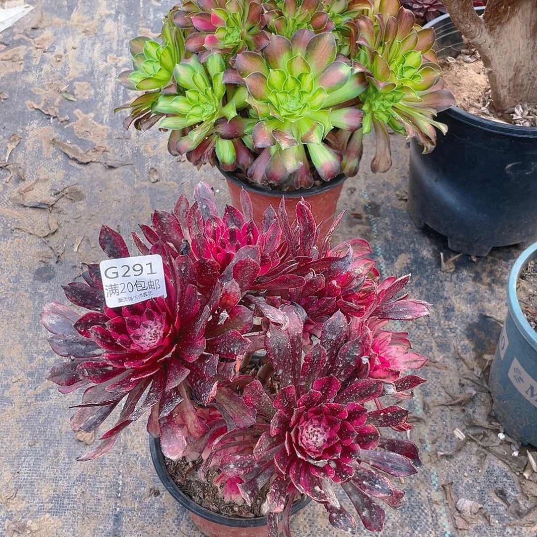 291黑桐白多肉小损不包